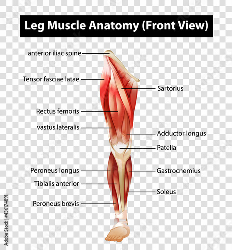Diagram showing Leg Muscle Anatomy (Front View) on transparent background