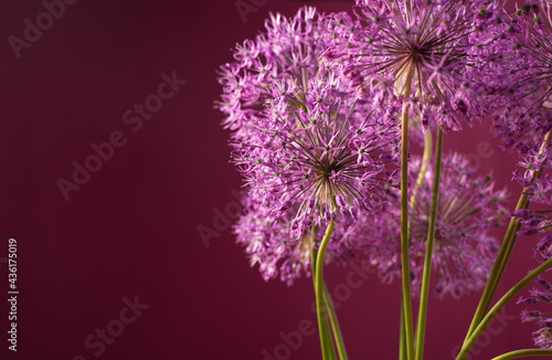 Beautiful allium flower against a purple background. Allium or Giant onion decorative plant on a floral theme banner.