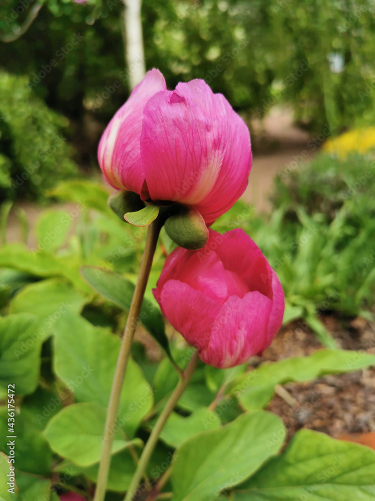 Pink peony buds in the Botanical garden of St. Petersburg. Pink peony buds in the Botanical garden of St. Petersburg.
