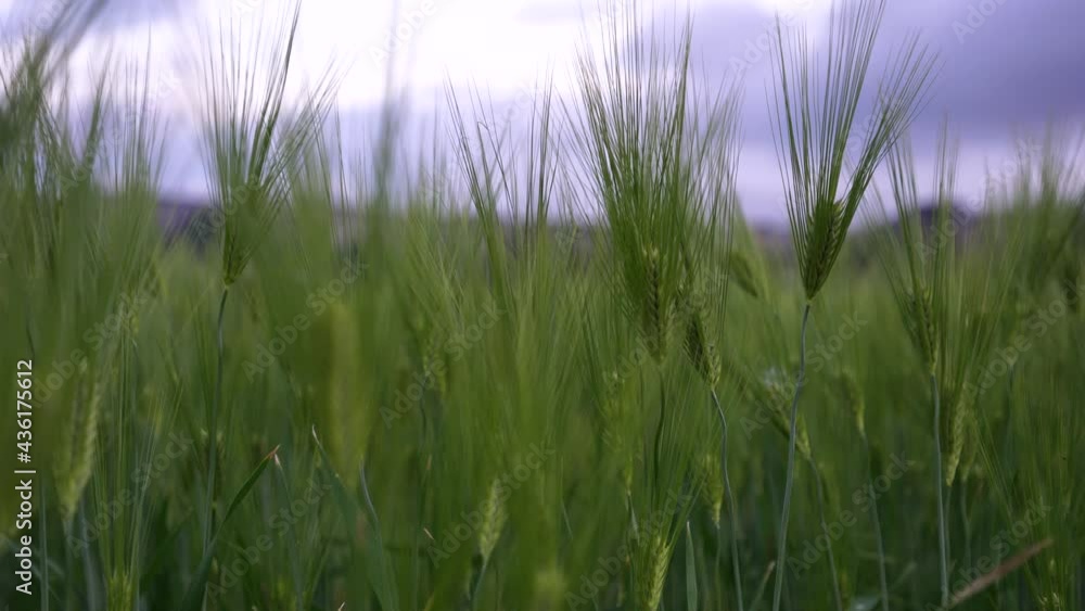 Green ears of rye and wheat sway in the light wind. Agriculture, agro culture concept. Green ears of rye and wheat sway in the light wind. Agriculture, agro culture concept.