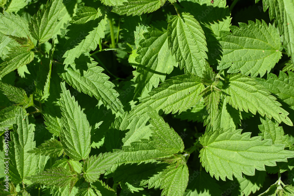 stinging nettles background with green leaves stinging nettles background with green leaves