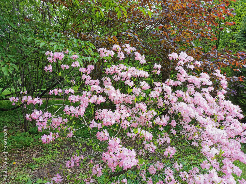 Flowers of pale pink rhododendron Vaseyi (Latin: rhododendron vaseyi (A. Gray) in the botanical garden of St. Petersburg. Flowers of pale pink rhododendron Vaseyi (Latin: rhododendron vaseyi (A. Gray) in the botanical garden of St. Petersburg.