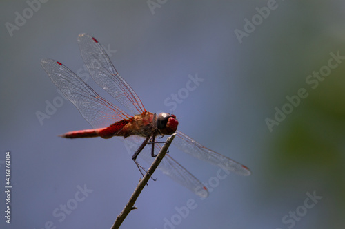 closeup of a red dragonfly resting on a branch with natural green background © Ian