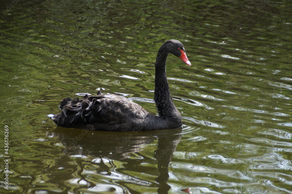 Fototapeta premium black swan on the lake
