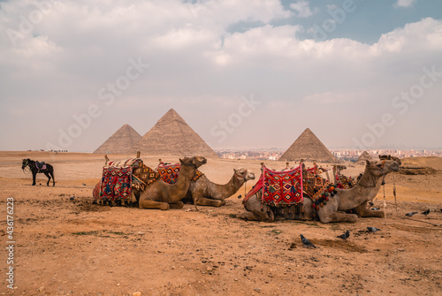Panoramic view of camels  horses  and pigeons at the pyramids in Giza  the last remaining Wonder of the Ancient World