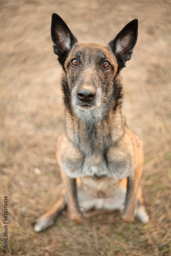 older malinois belgian shepherd working dog sitting pretty doing a trick and looking up at the camera older malinois belgian shepherd working dog sitting pretty doing a trick and looking up at the camera