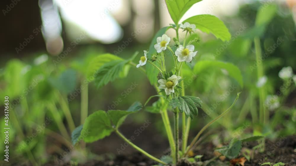 Beautiful strawberry flower in garden on sunny background, close-up Beautiful strawberry flower in garden on sunny background, close-up
