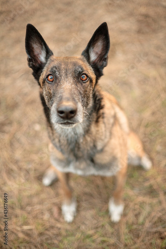 older malinois belgian shepherd working dog sitting and looking up at the camera