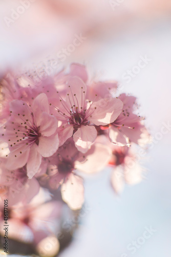 pink cherry blossom in spring
