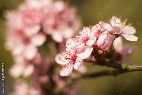 pink cherry blossoms
