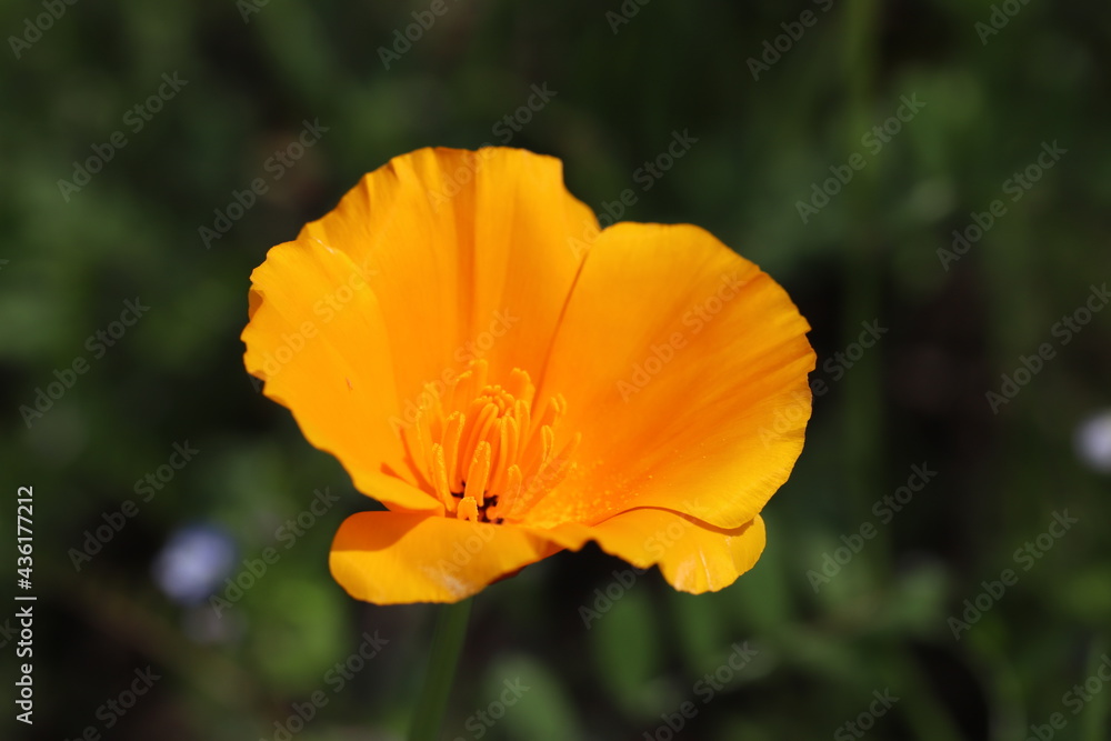 春の公園に咲くカリフォルニアポピーの花 春の公園に咲くカリフォルニアポピーの花