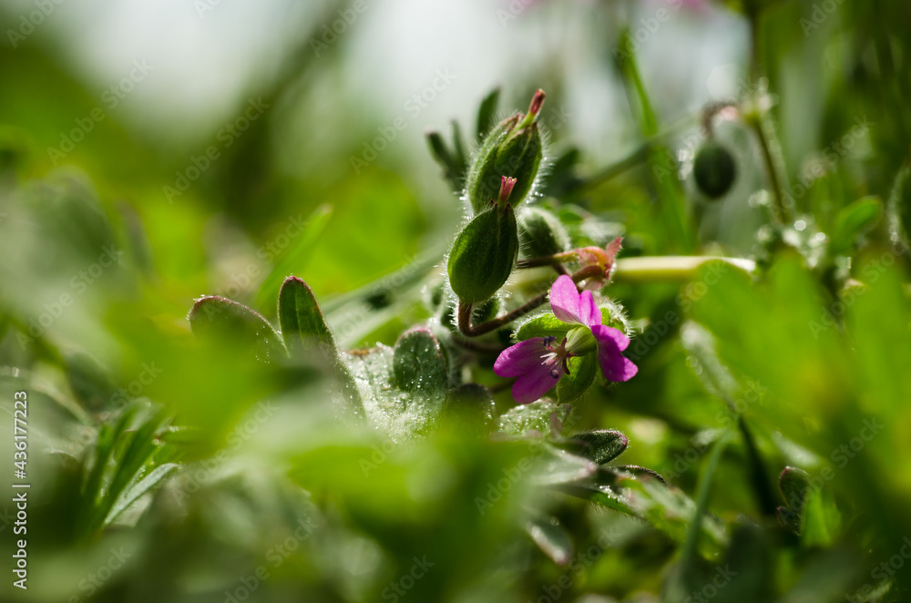 FIELD FLOWERS - Colorful spring in the meadow FIELD FLOWERS - Colorful spring in the meadow