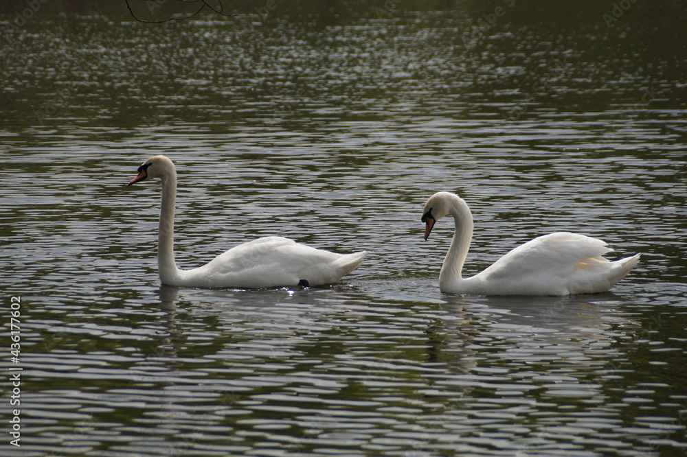 two swans on the lake two swans on the lake