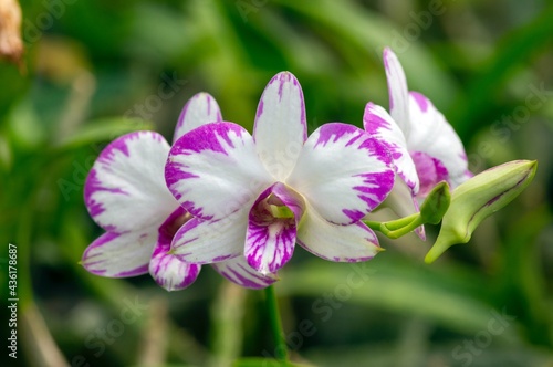 Close up of Dendrobium enobi orchid  in the nursery © JakaSuryanta