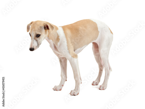 Standing Whippet puppy studio shot on white background