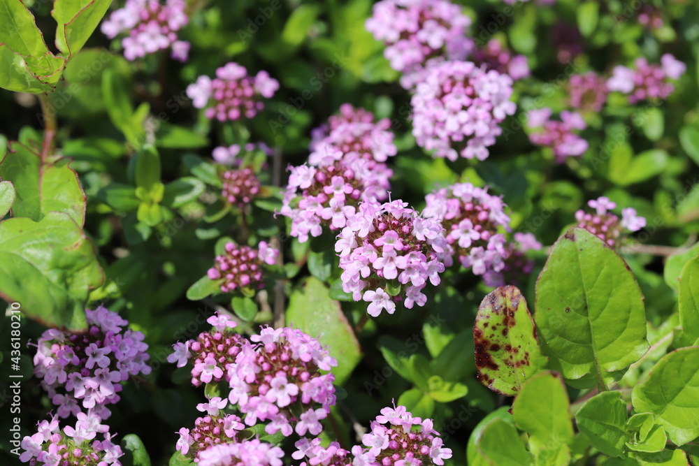 春の公園に咲くイブキジャコウソウの薄紫色の花 春の公園に咲くイブキジャコウソウの薄紫色の花