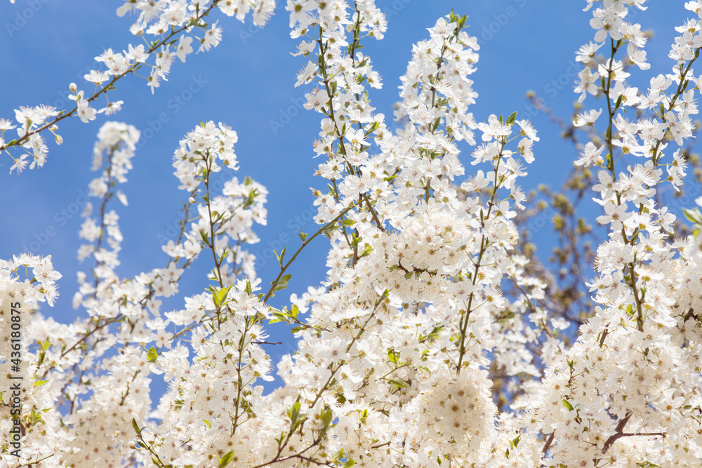 springtime background, blooming fruit tree in spring, white flowers on plum in the garden against blue sky springtime background, blooming fruit tree in spring, white flowers on plum in the garden against blue sky