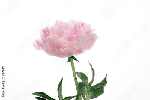 pink flower  large blossoming peony on a white background isolate  mock-up for design