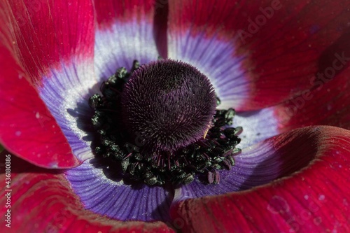 Photography Anemone Bordeaux a stunning flower of velvety crimson and a steely blue