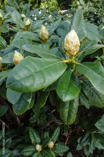 Closed buds of blooming rhododendron flower in spring with green leaves around on a sunny day