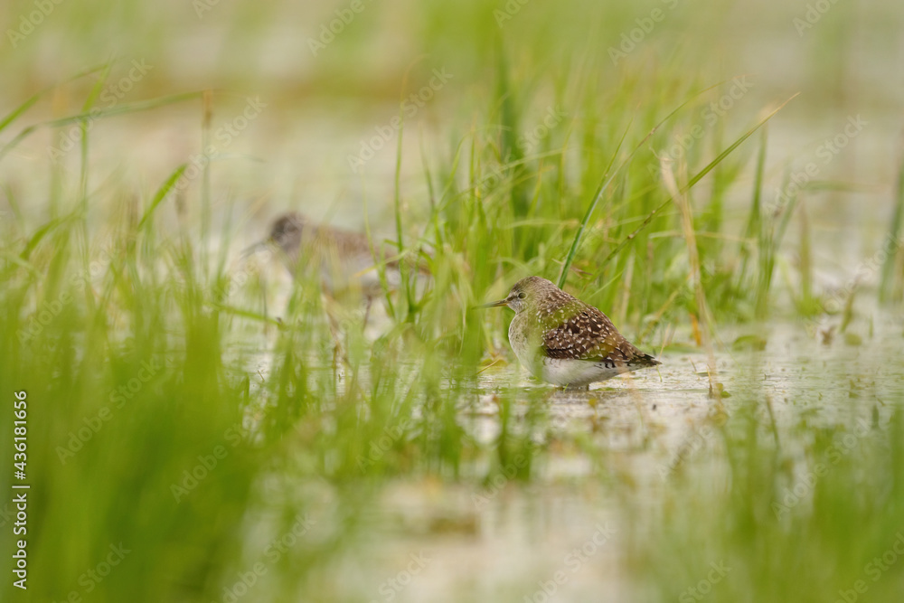 Wood Sandpiper - Tringa glareola small wader in the lake Wood Sandpiper - Tringa glareola small wader in the lake