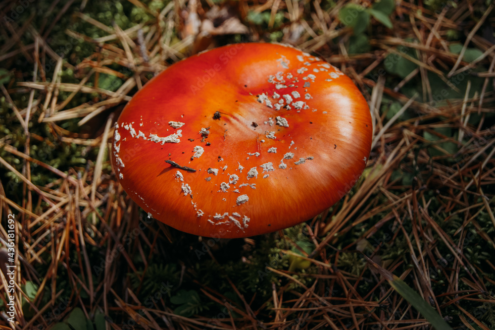 Amanita mushroom found in the mountains in the forest Amanita mushroom found in the mountains in the forest