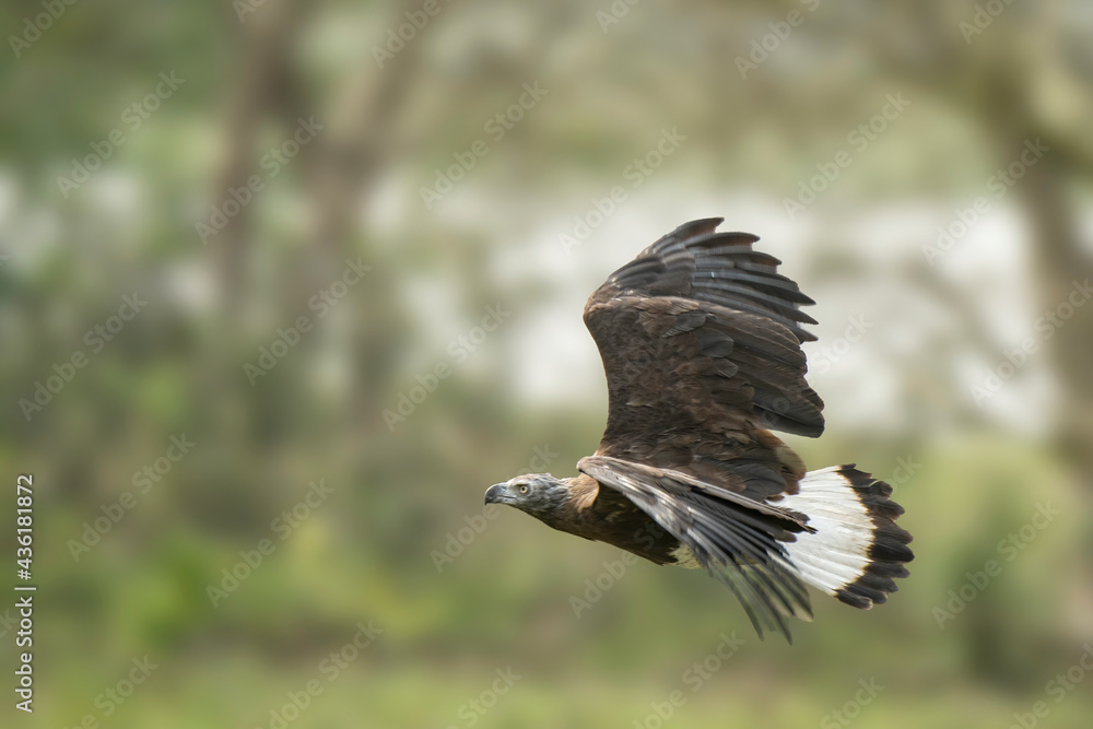 Obraz premium Grey-headed fish eagle