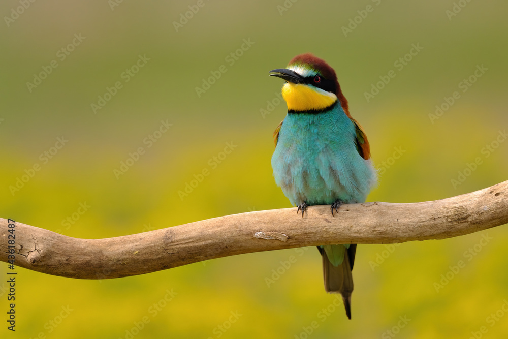 Colorful bee-eater on tree branch, against of yellow flowers background Colorful bee-eater on tree branch, against of yellow flowers background
