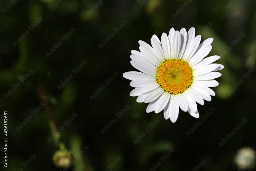 White garden daisies. Summer flowers. White garden daisies. Summer flowers.