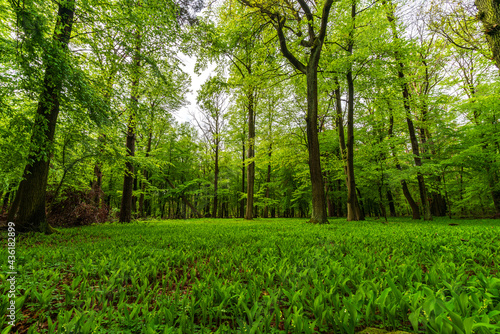 Trees in a forest surrounded by lilies of the valley