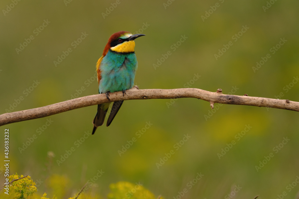 Colorful bee-eater on tree branch, against of yellow flowers background