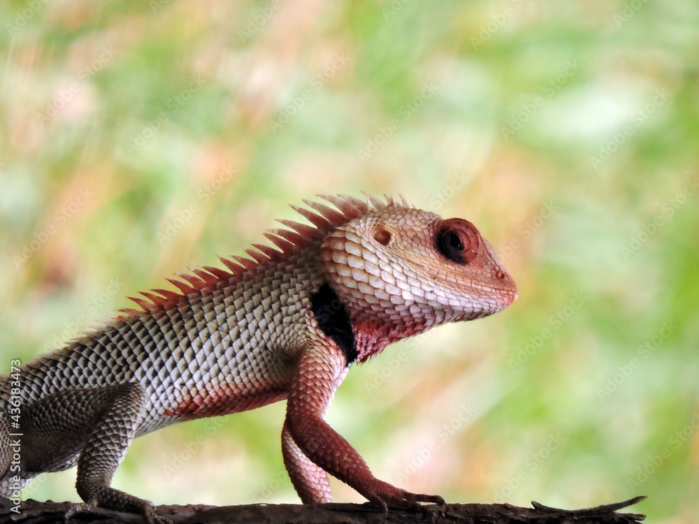 Obraz premium Oriental garden lizard