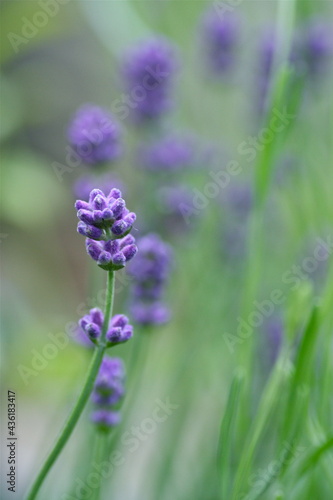 ラベンダーの花