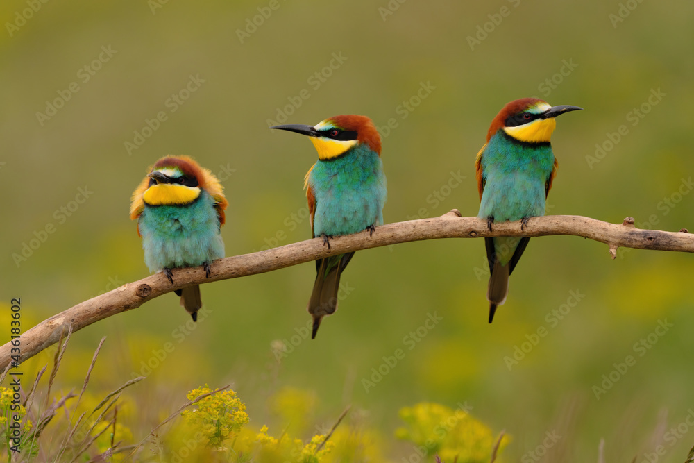 Group of colorful bee-eater on tree branch, against of yellow flowers background Group of colorful bee-eater on tree branch, against of yellow flowers background