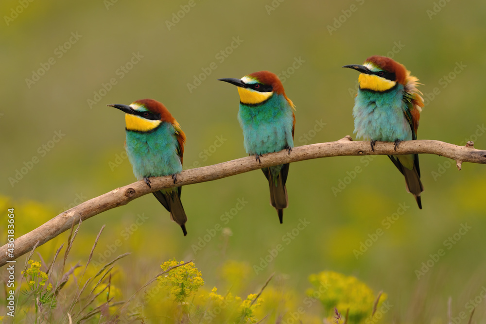 Group of colorful bee-eater on tree branch, against of yellow flowers background Group of colorful bee-eater on tree branch, against of yellow flowers background