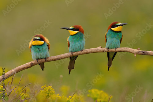 Group of colorful bee-eater on tree branch, against of yellow flowers background