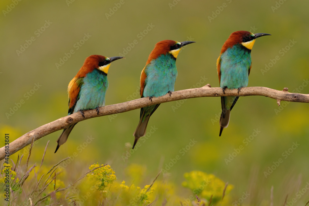 Group of colorful bee-eater on tree branch, against of yellow flowers background Group of colorful bee-eater on tree branch, against of yellow flowers background