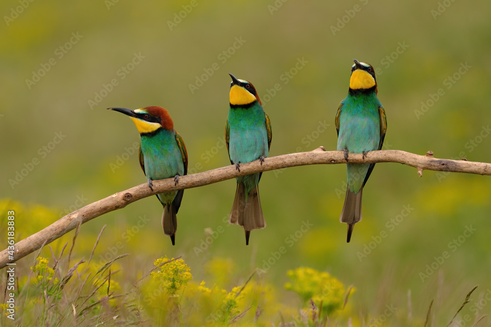 Group of colorful bee-eater on tree branch, against of yellow flowers background Group of colorful bee-eater on tree branch, against of yellow flowers background