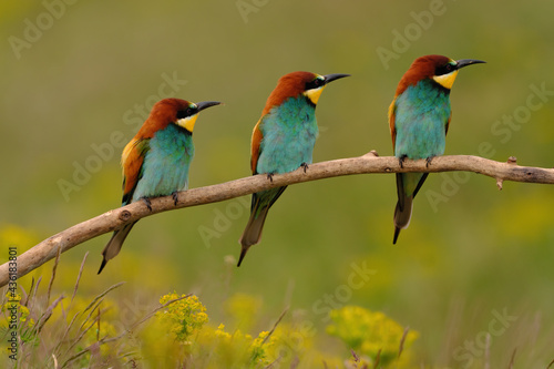 Group of colorful bee-eater on tree branch, against of yellow flowers background © Creaturart