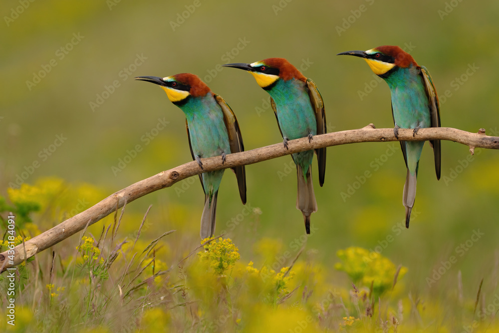 Group of colorful bee-eater on tree branch, against of yellow flowers background Group of colorful bee-eater on tree branch, against of yellow flowers background
