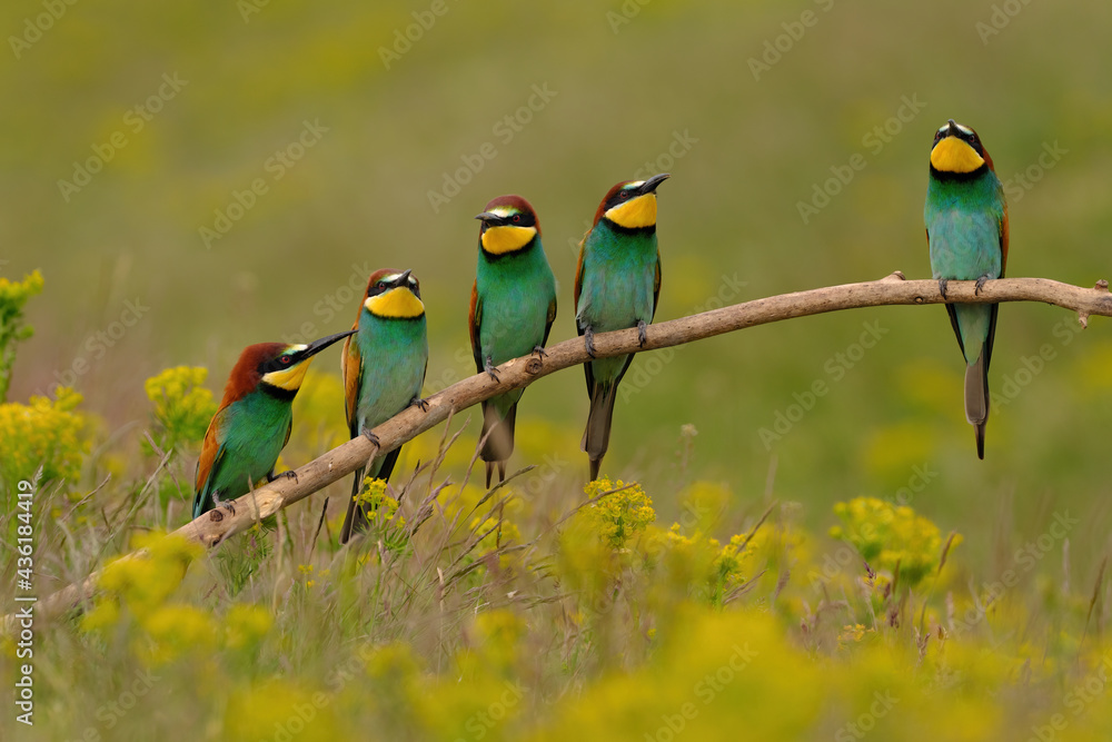 Group of colorful bee-eater on tree branch, against of yellow flowers background Group of colorful bee-eater on tree branch, against of yellow flowers background