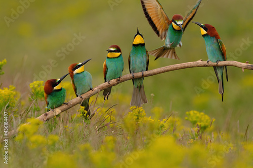 Group of colorful bee-eater on tree branch, against of yellow flowers background