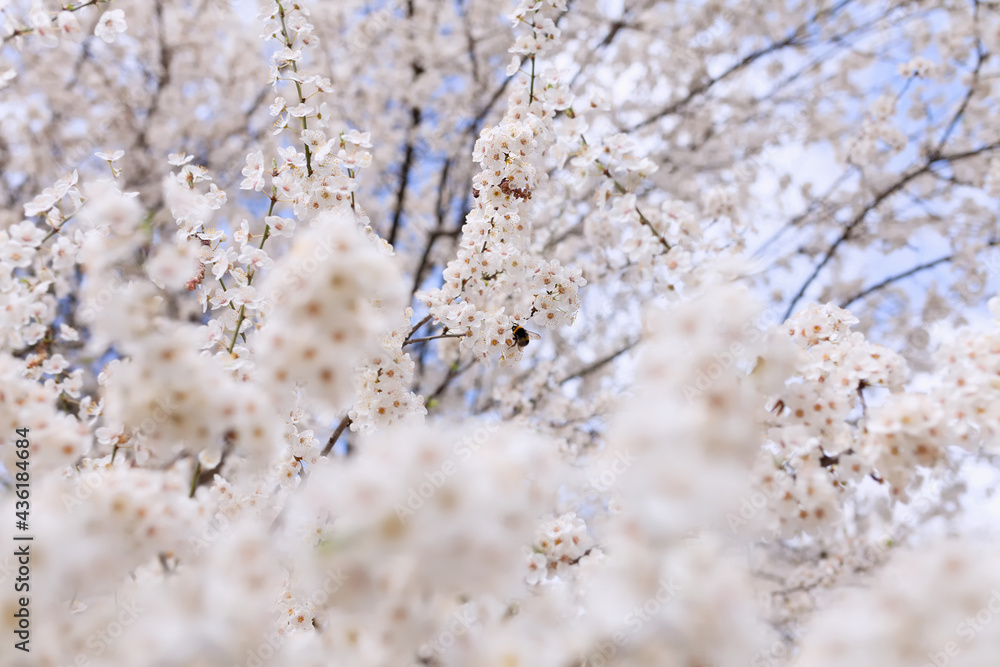 Beautiful lushes white cherry blossoms with blue sky in background Beautiful lushes white cherry blossoms with blue sky in background