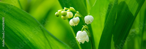 delicate white lily of the valley close-up 