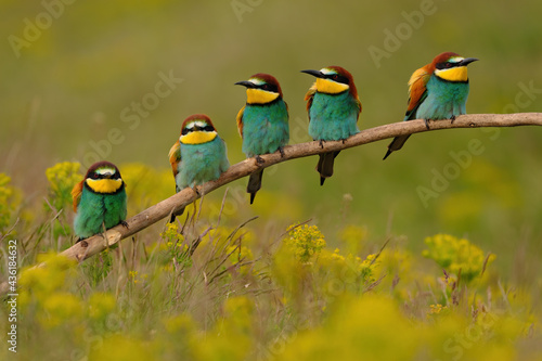 Group of colorful bee-eater on tree branch, against of yellow flowers background