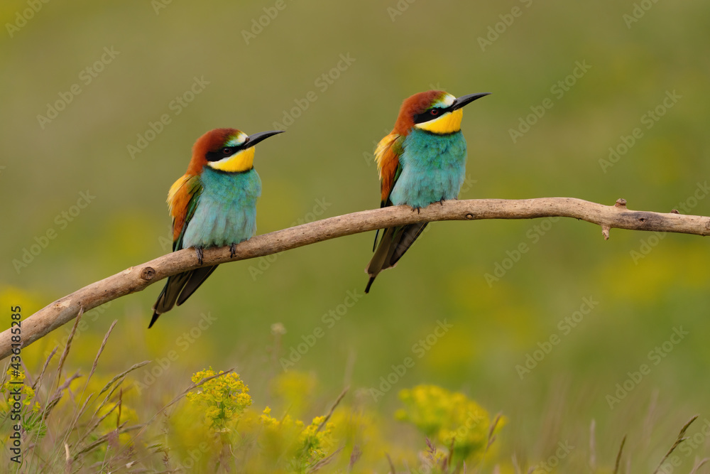 Fototapeta premium Group of colorful bee-eater on tree branch, against of yellow flowers background
