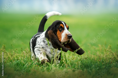 basset hound funny puppy pet on a spring walk dog portrait
