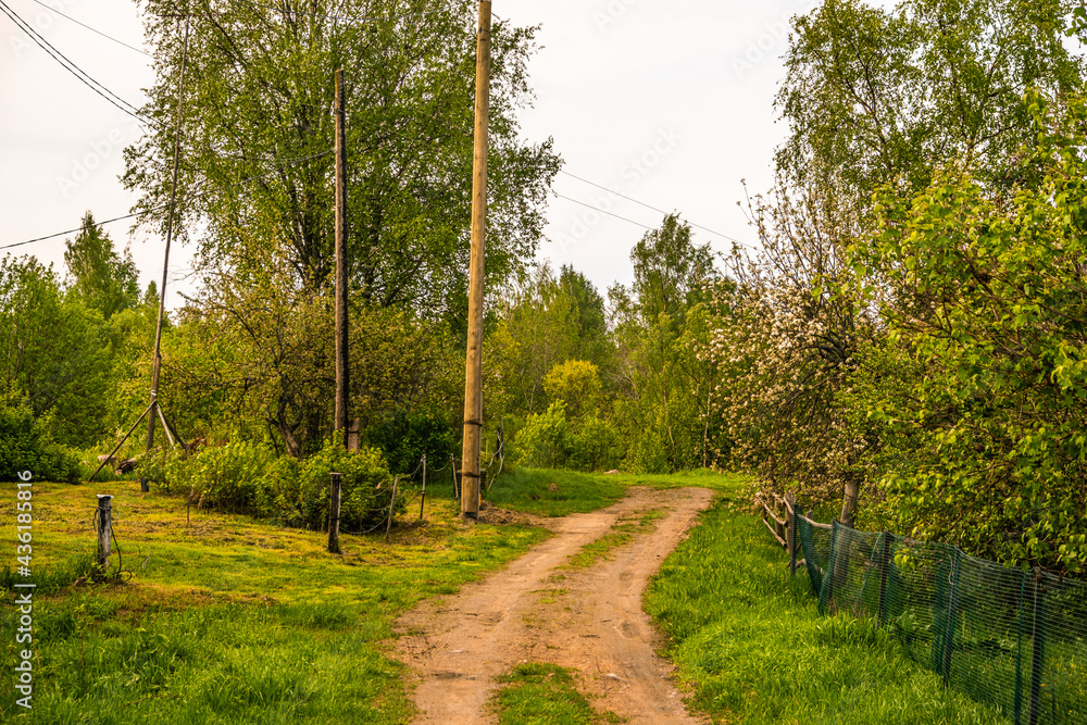 Landscape with a field and trees. Green vegetation on a spring day. Karelia. Russia.