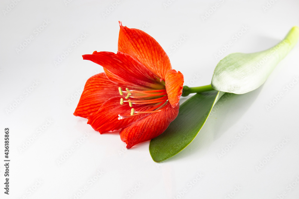Hippeastrum or Amaryllis flower , Orange amaryllis flower beautifully displayed with leaves.