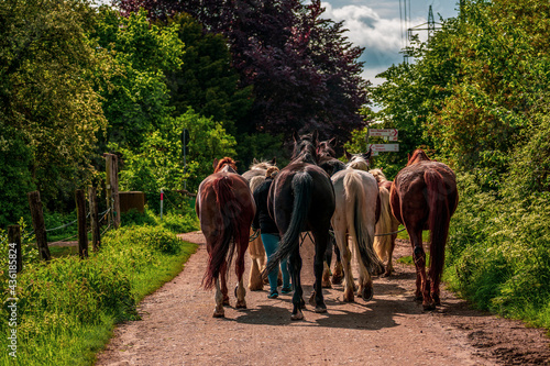 Herd of horses seen from behind
